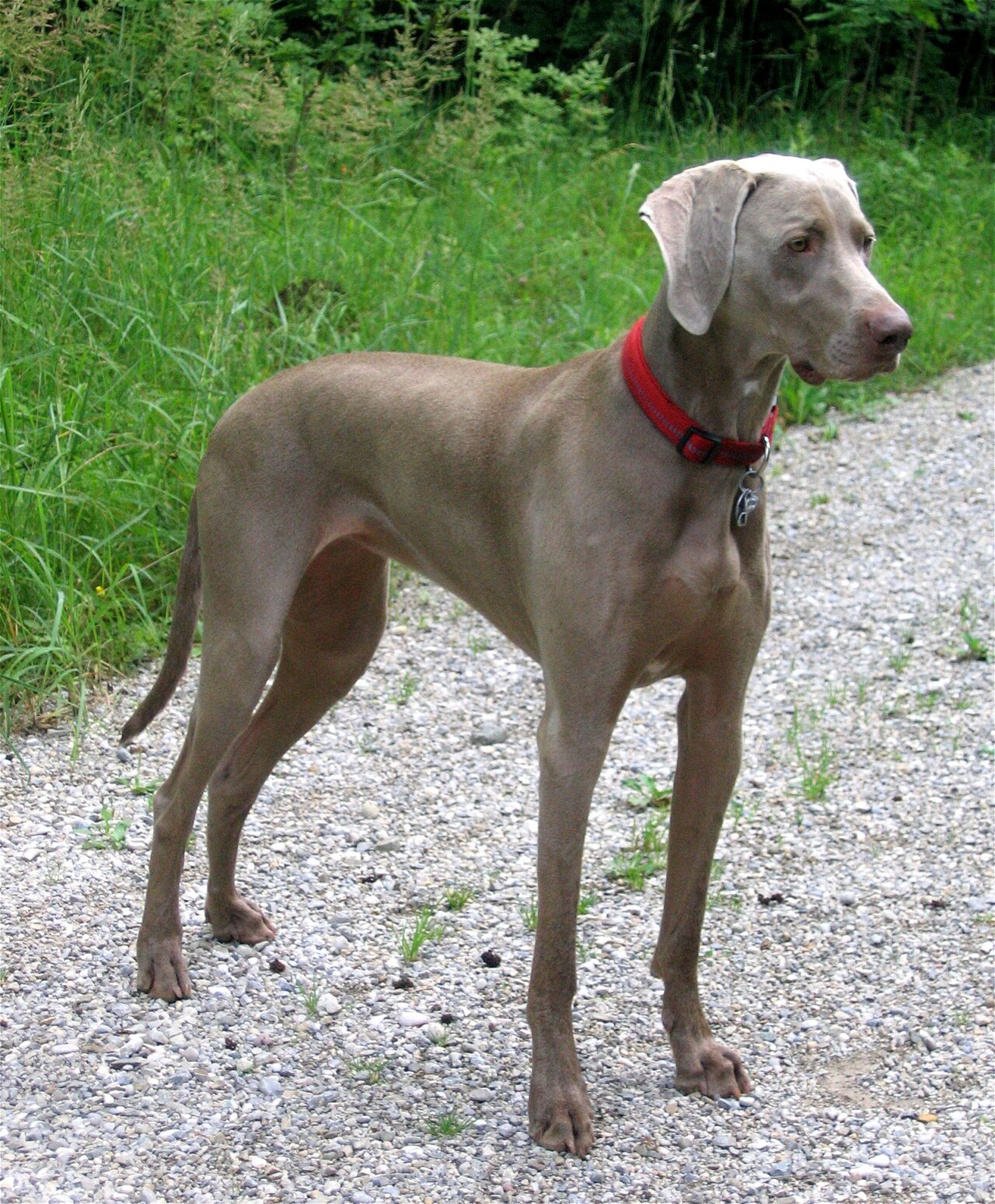 Weimaraner-Hündin, zwei Jahre alt