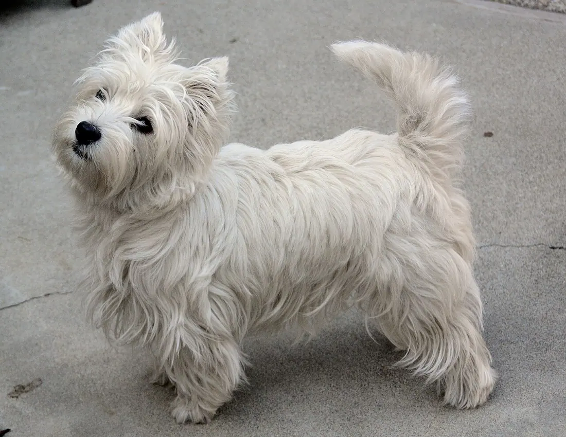 West Highland White Terrier "Westie"
