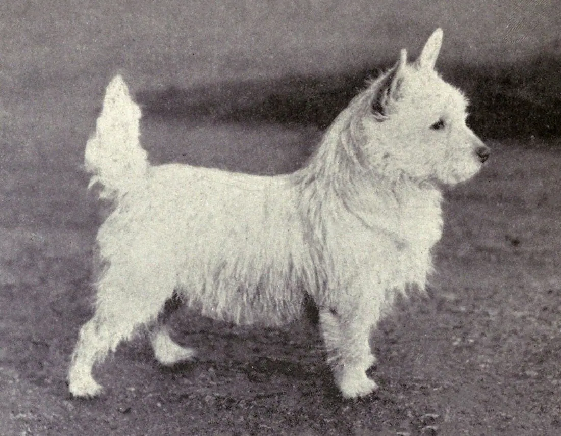 West Highland White Terrier from 1915