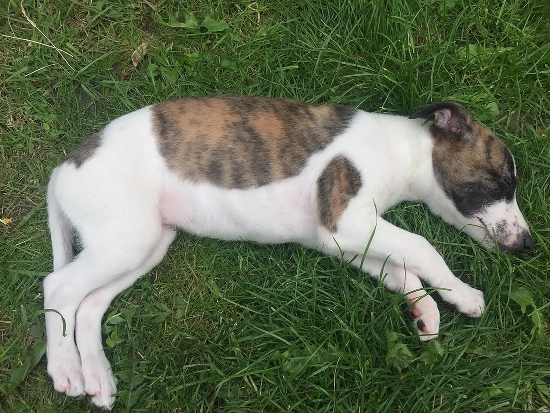 A photograph of Olive, a white whippet puppy with brindle patches, laying in the grass. Taken on June 30th 2019 by Beau 
