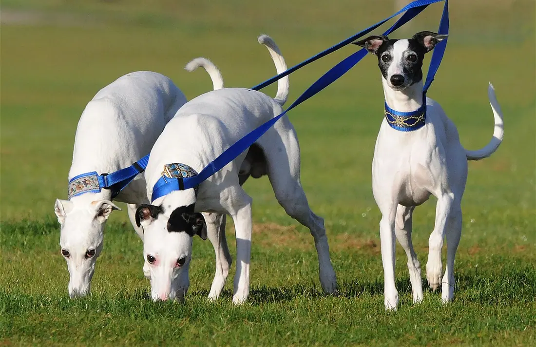 "Fireworks Whippets" at NAWRA 2008 Nationals and WWD. Roy, WA, USA.