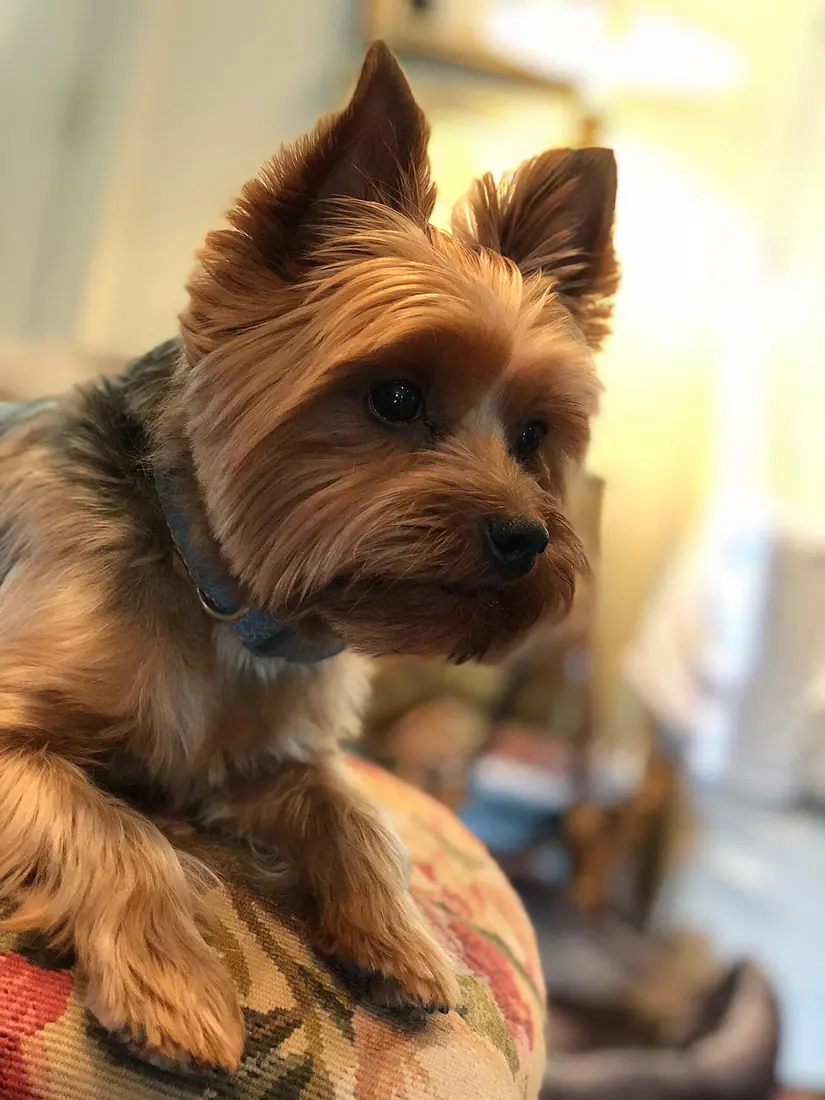 The dog is looking off into the distance as if to say that they are conveying an important air