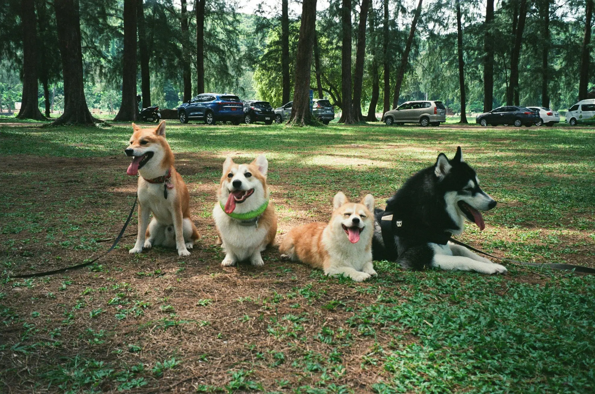 A group of dogs of different breeds sitting together in a grassy field